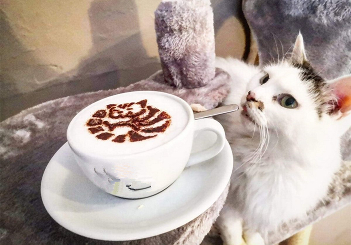 猫屎咖啡猫咪是自愿吃的吗,猫屎咖啡真有猫屎吗