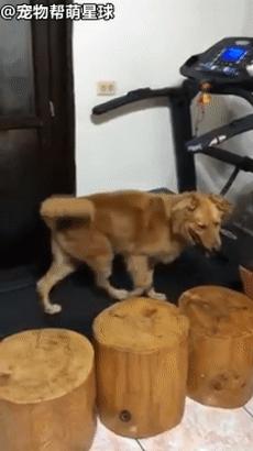 下雨天在家运动，大金毛竟这样偷懒！铲屎官笑喷