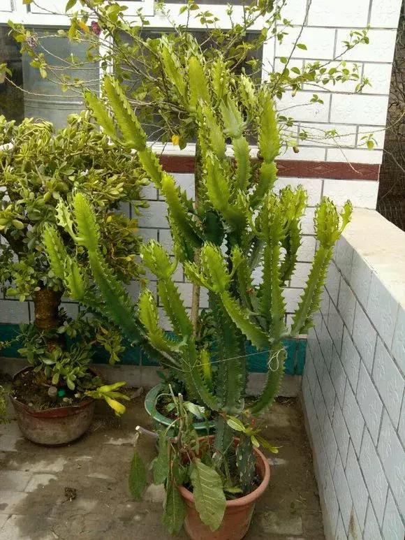 家里三种最旺财的花卉,家里招财旺宅的花