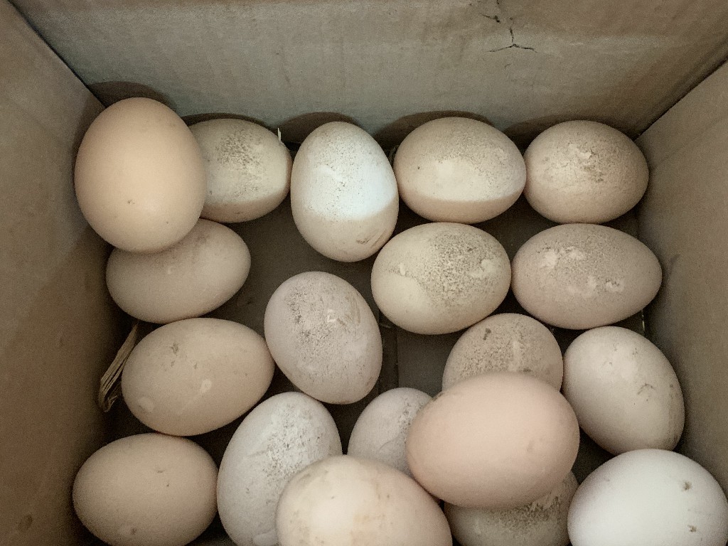 煮鸡蛋万万不能只用清水多加一步,煮鸡蛋放了凉水还是不好剥