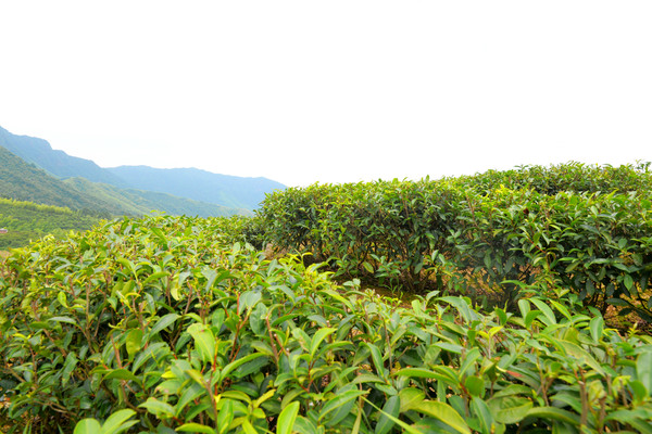 仙山岭,江西的“扎尕那”,万里茶道第一村,却被无数游客错过