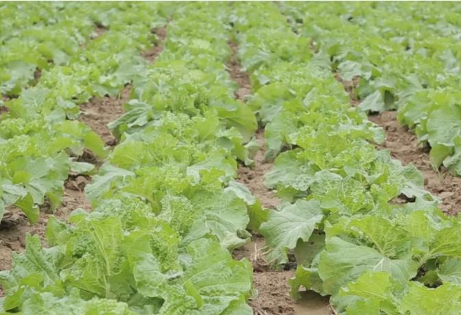 白菜幼苗怎么处理,白菜黄叶小妙招治疗