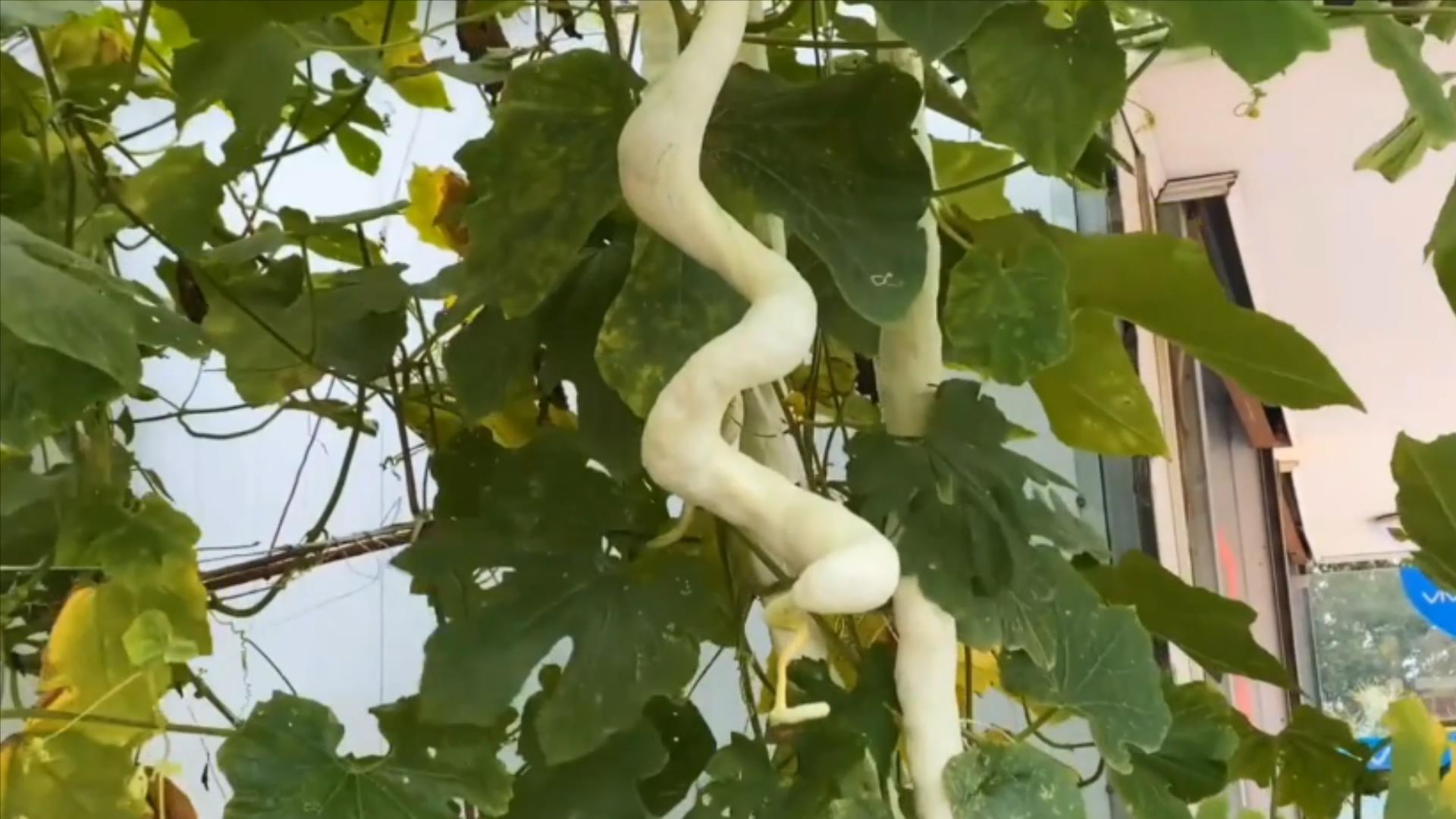 9种蔬菜不打药,不打农药的蔬菜含钾吗