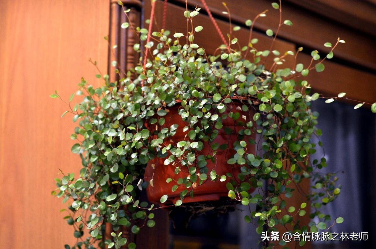 室内三种最旺家庭养植物,家居绿植哪些不适宜养