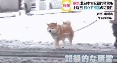 柴犬为什么喜欢恶劣天气,台风天老人遛柴犬