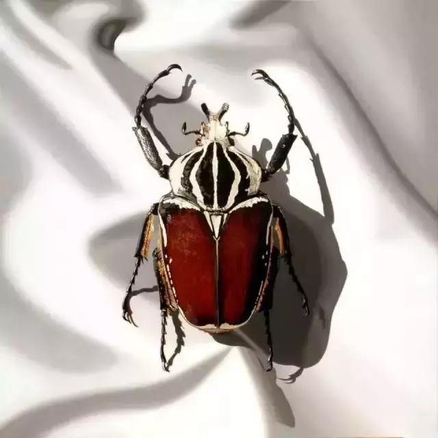 45岁韩国大叔,韩国45岁大叔