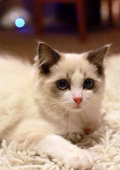 怎么样养好一只布偶,怎样养好一只布偶