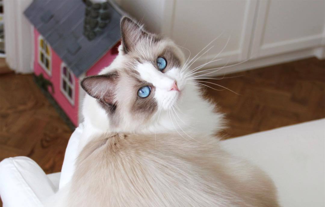 猫奴需要了解的知识：猫咪喝水少的危害及八种应对策略