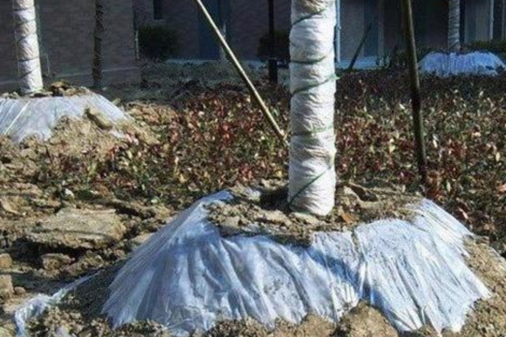 葡萄树冬天发芽了怎么办,葡萄树冬天11月份发芽怎么办