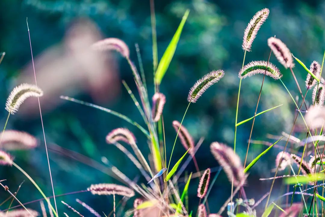 二十四节气课程立秋,二十四节气课程实施方案