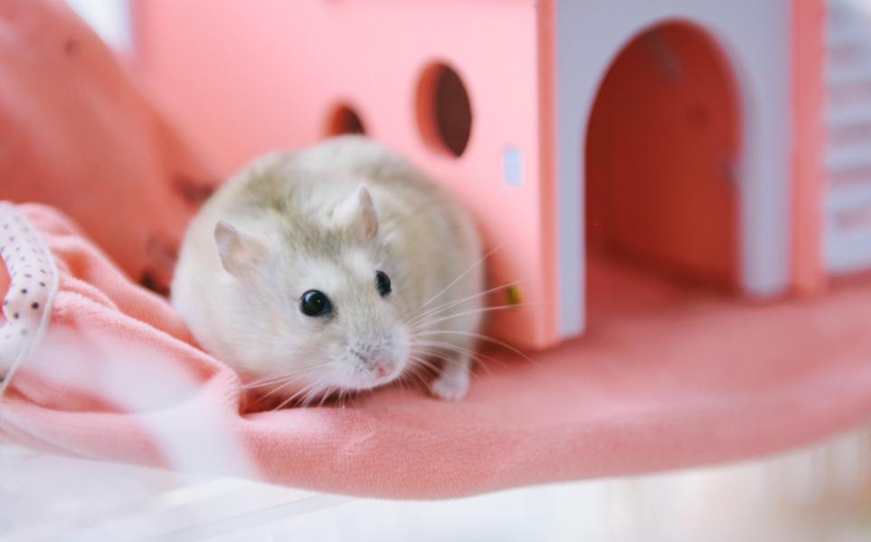 养仓鼠新手要注意的几个,养仓鼠要记住的几件事