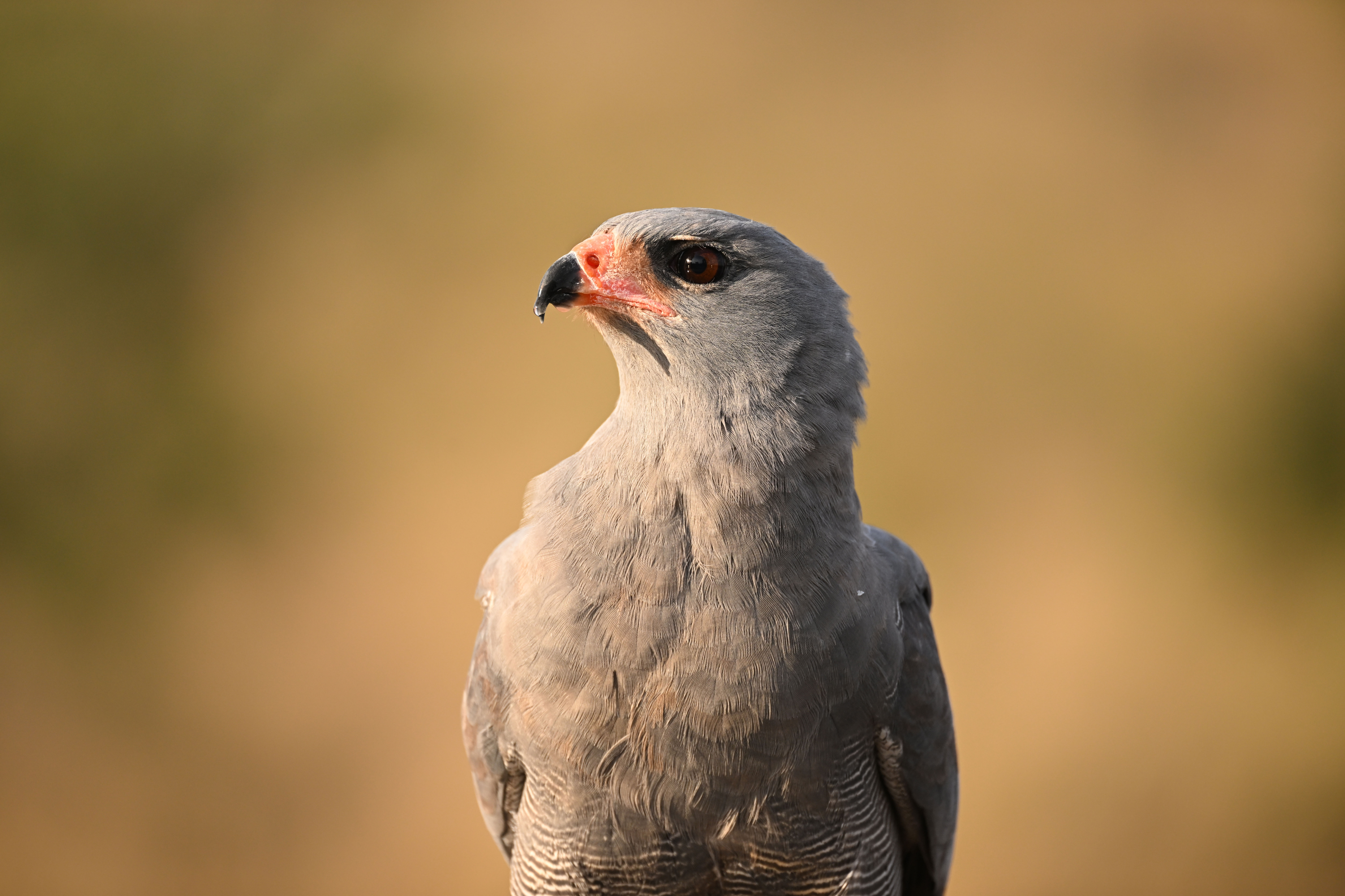 微单尼康z9自带的是什么镜头,传闻中的尼康z9相机规格曝光
