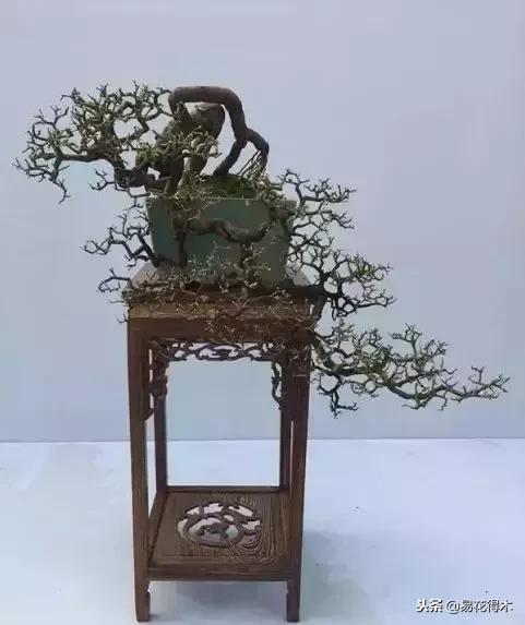 盆景构造及构成,树桩盆景鉴赏技巧