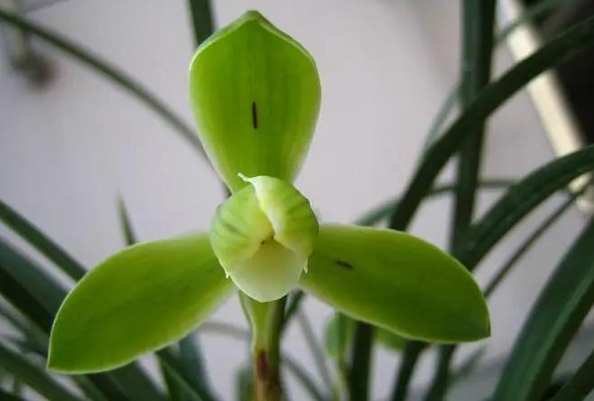 值得收藏的兰花品种有哪些图片,最好的兰花品种图片大全欣赏