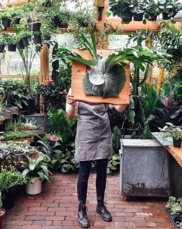 开一家植物美学小店,开一家属于自己的花店