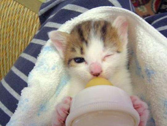 幼猫爱吃饭是为啥,幼猫爱喝水不爱吃猫粮