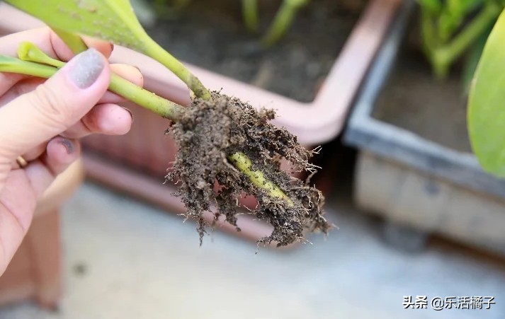 植物浇水浇的次数太多会怎样,植物浇水太多怎么补救