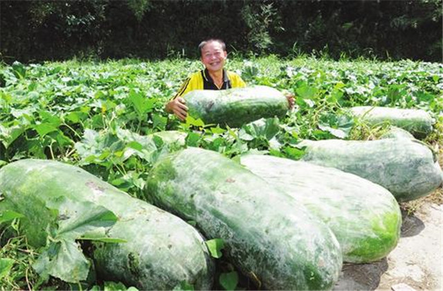 露地冬瓜催芽方法,露地冬瓜整枝管理技术
