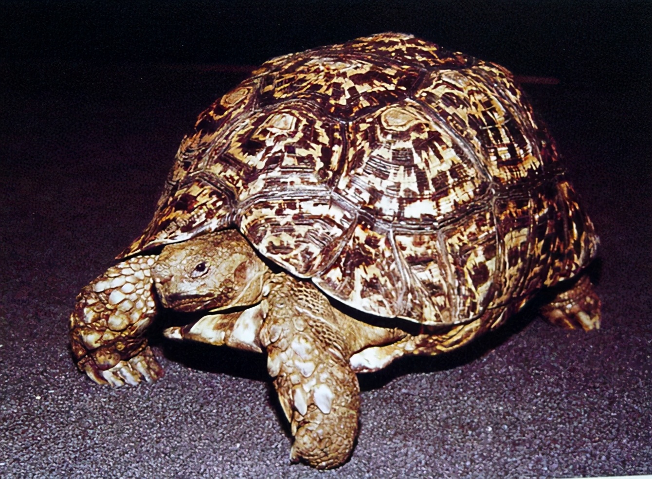 各种龟类图片大全大图,龟类展示会