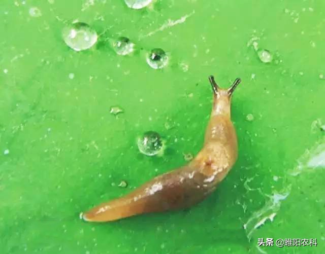 鼻涕虫消灭的最佳方法,鼻涕虫怎么以虫治虫