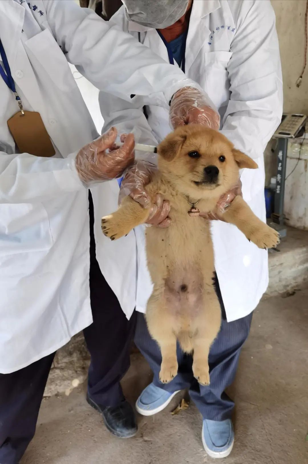 金毛幼犬先驱虫还是先打疫苗,金毛接种疫苗要打几针