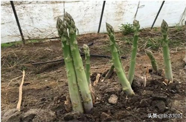 芦笋的种植方法详细教程,芦笋的种植方法和技巧