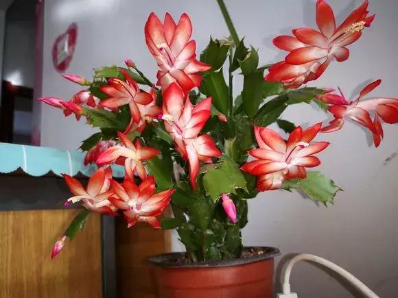 这6种花给点水就爆盆懒人必备,插枝最好养的四种花