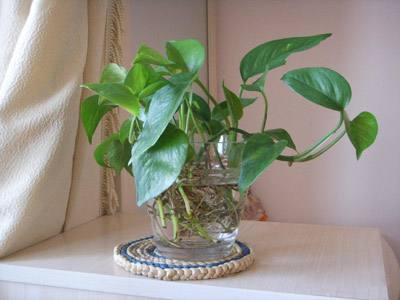 盆栽土里有蚊子怎么消灭最彻底,水培植物驱蚊子最有效的方法