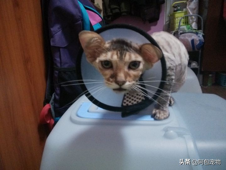 麻辣洗可以彻底治愈猫癣吗,猫癣治愈后毛还会长吗