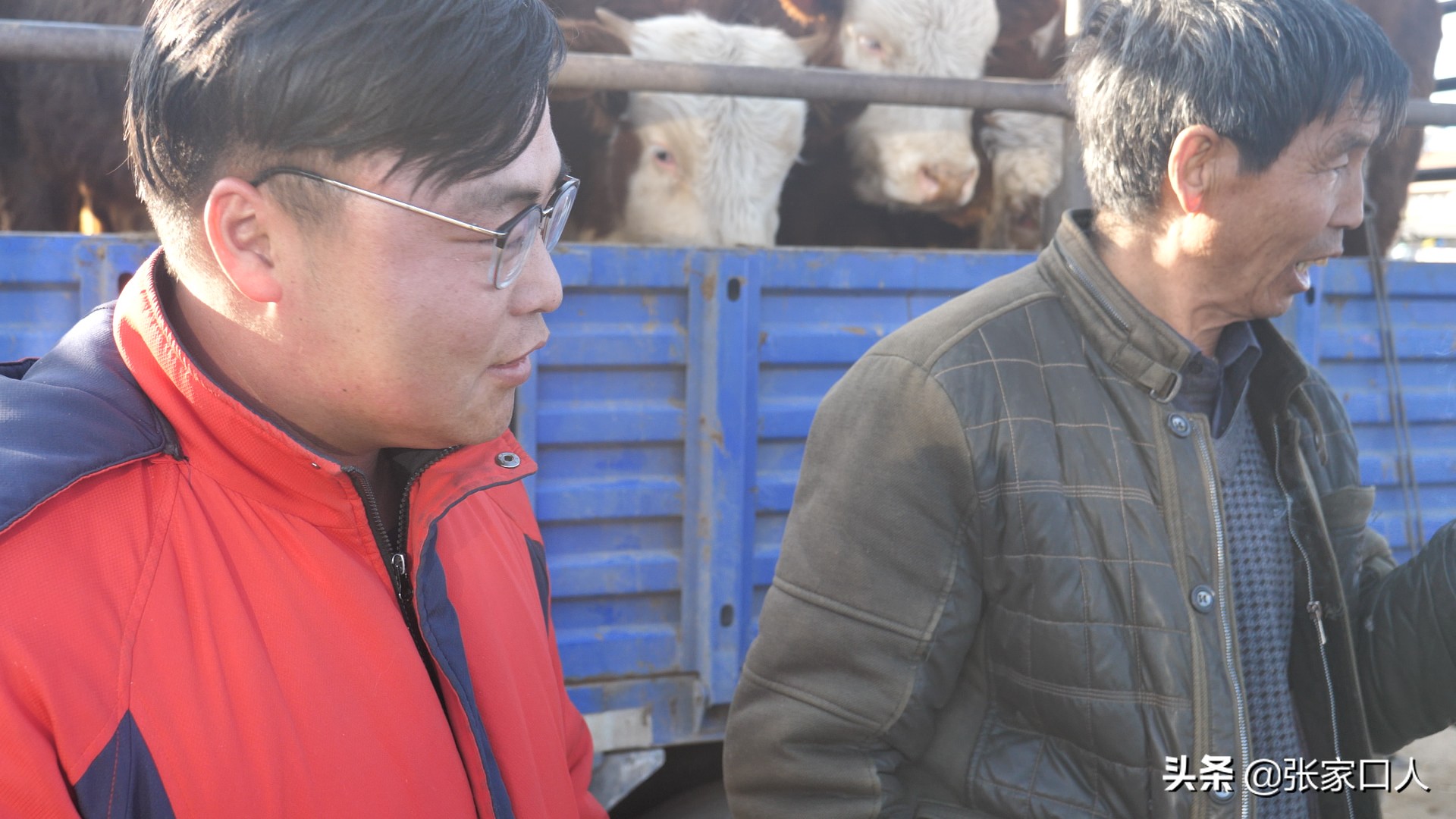 牙纪是古老的行业，在张北牲畜交易中心年轻人都在干，什么原因？