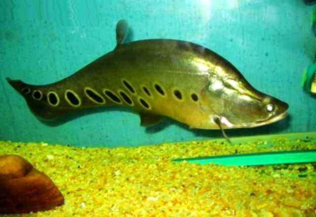 鱼缸水质发黄用什么滤材,鱼缸活性炭洗了几遍还是黑色的水