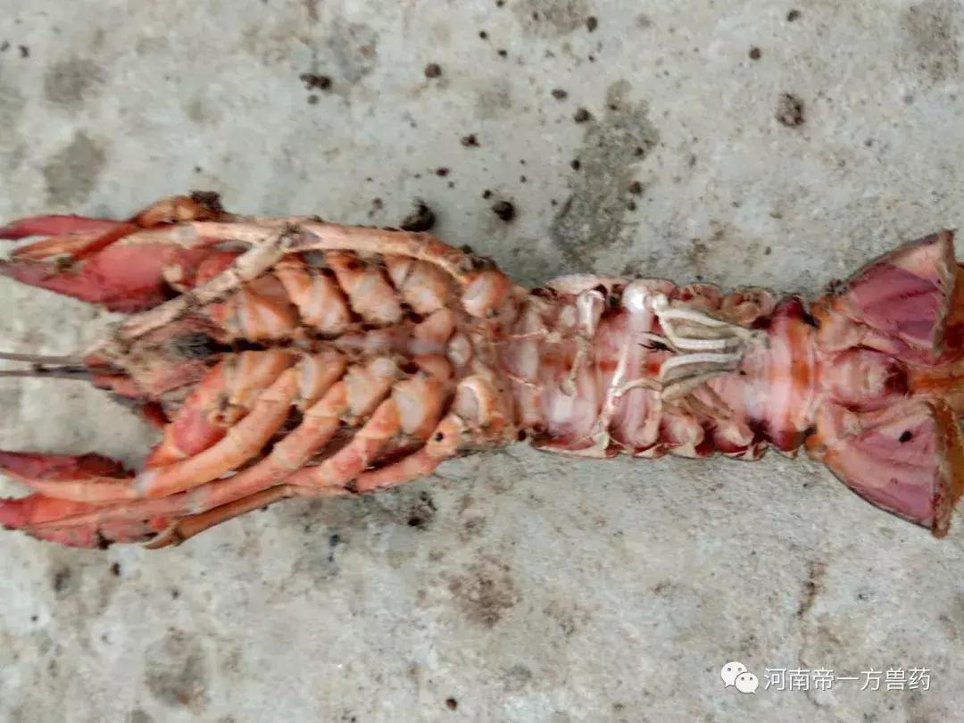 纯进口em菌种原种,台湾em复合菌种