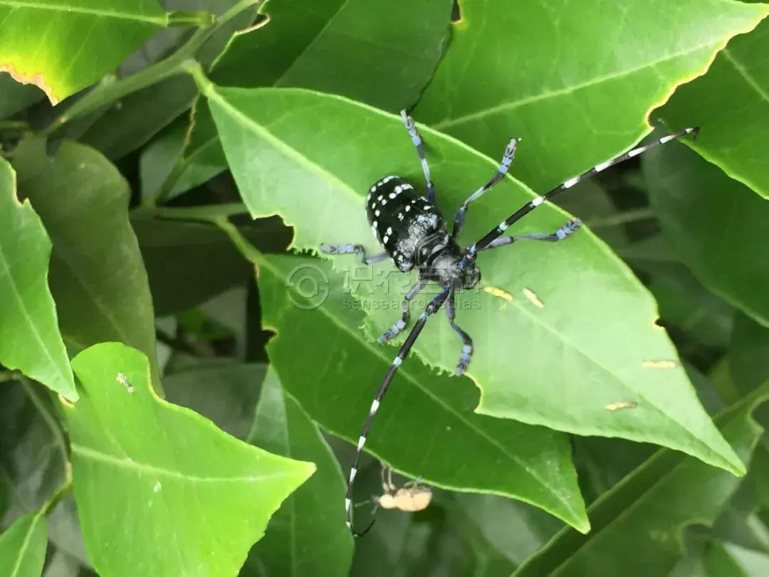 柑橘爆皮虫应该如何防治,柑橘爆皮虫的防治最佳时期