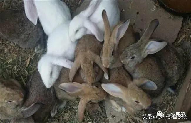 幼兔冬季在5度成活率大吗,散养提高仔兔成活率的方法