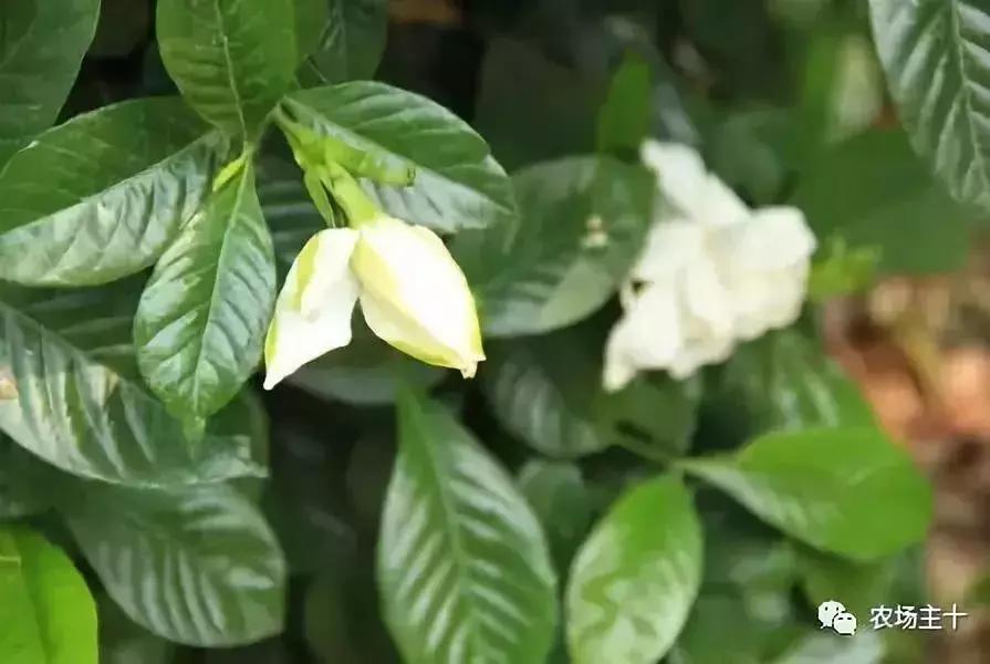 大龄休闲农庄有哪些,做休闲农庄必须考虑的几个问题