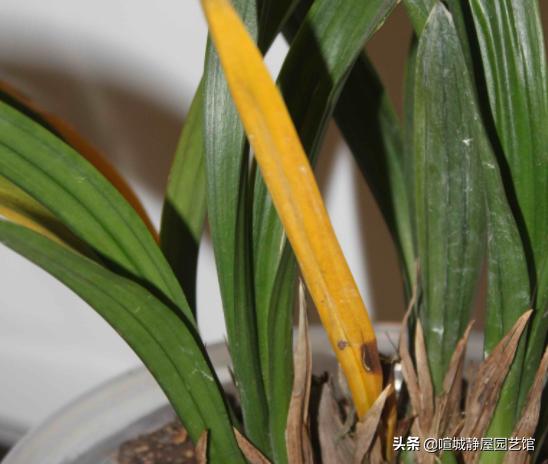 墨兰突然黄叶是什么原因,墨兰黄叶的原因是什么