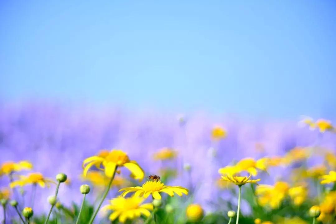 烧成灰的药用草药有哪些,烧皮肤的中草药有哪些