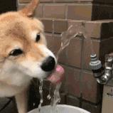 增肌粉和肌酸喝了对身体有坏处吗,蛋白粉和肌酸哪个增肌更好