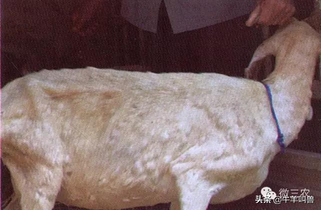 「收藏」导致羊发烧的几种常见病——常见传染病