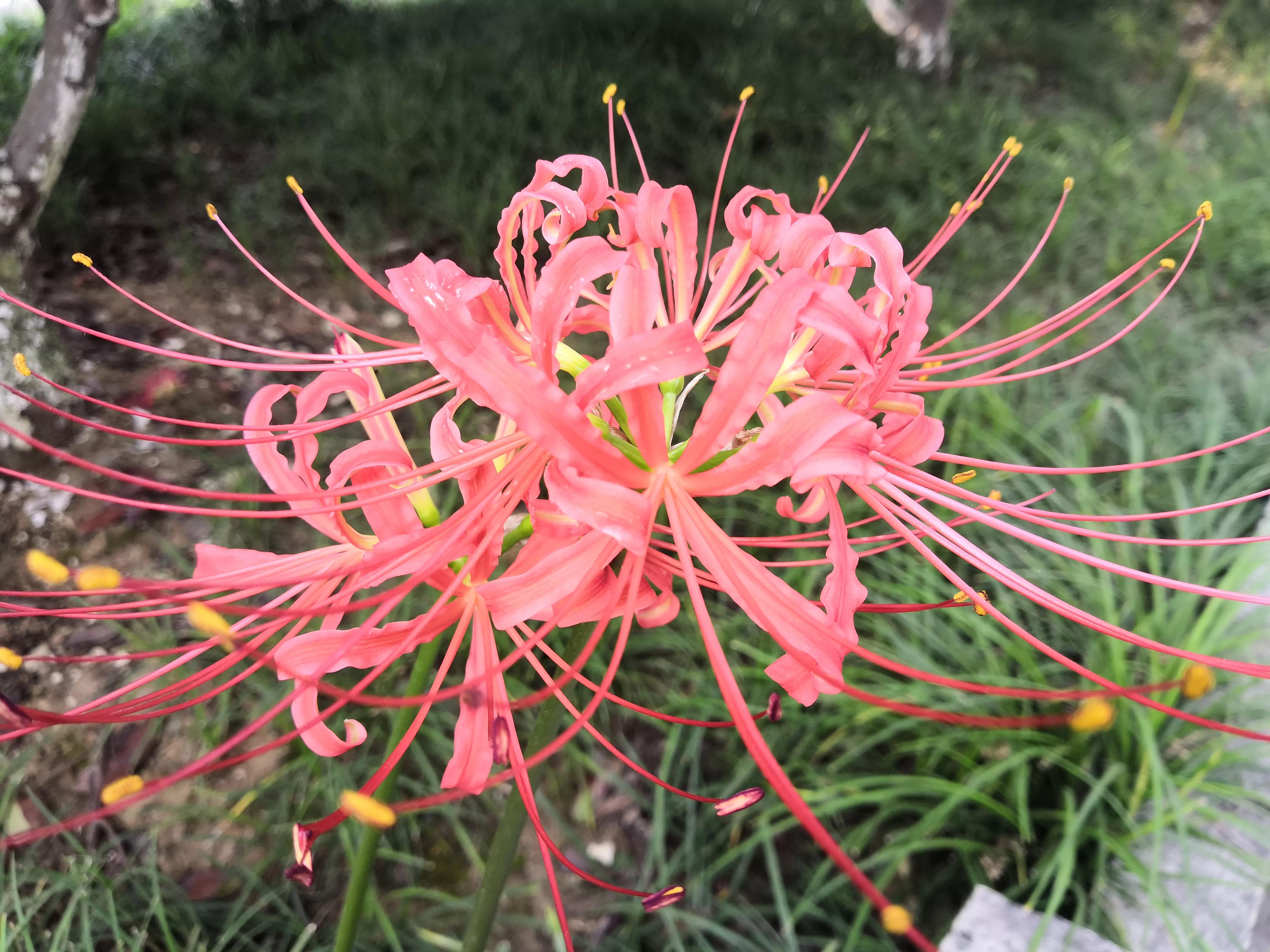 曼珠沙华有毒吗怎么养 (曼珠沙华有毒)