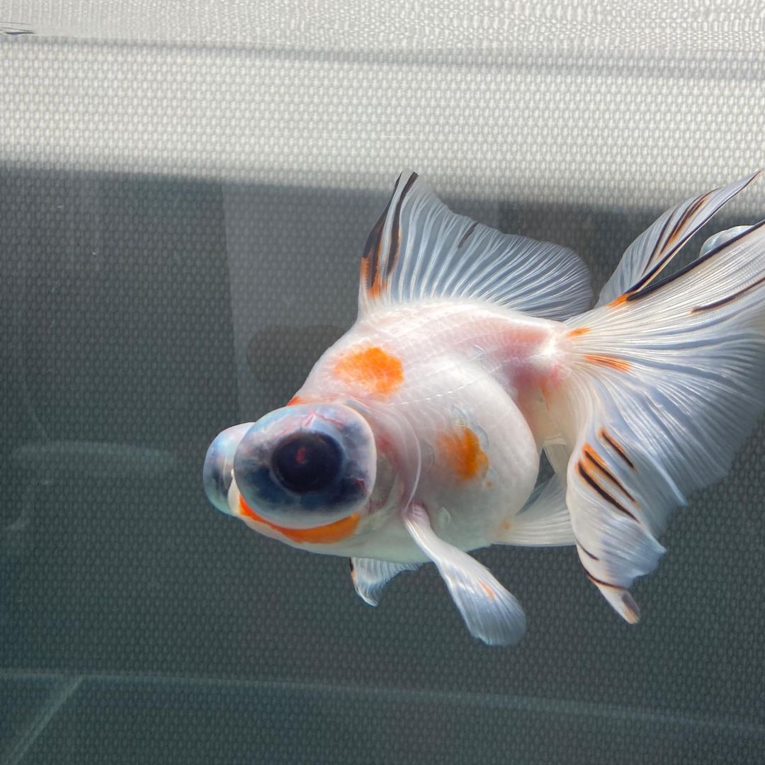 金鱼苗怎么养才能长得大,金鱼怎么养视频全部