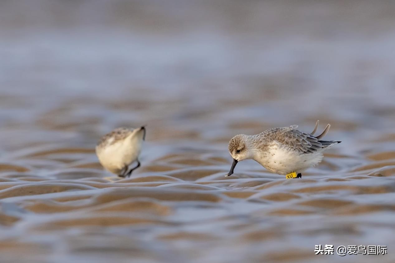 勺嘴鹬自带饭勺的小萌物,自带饭勺的勺嘴鹬