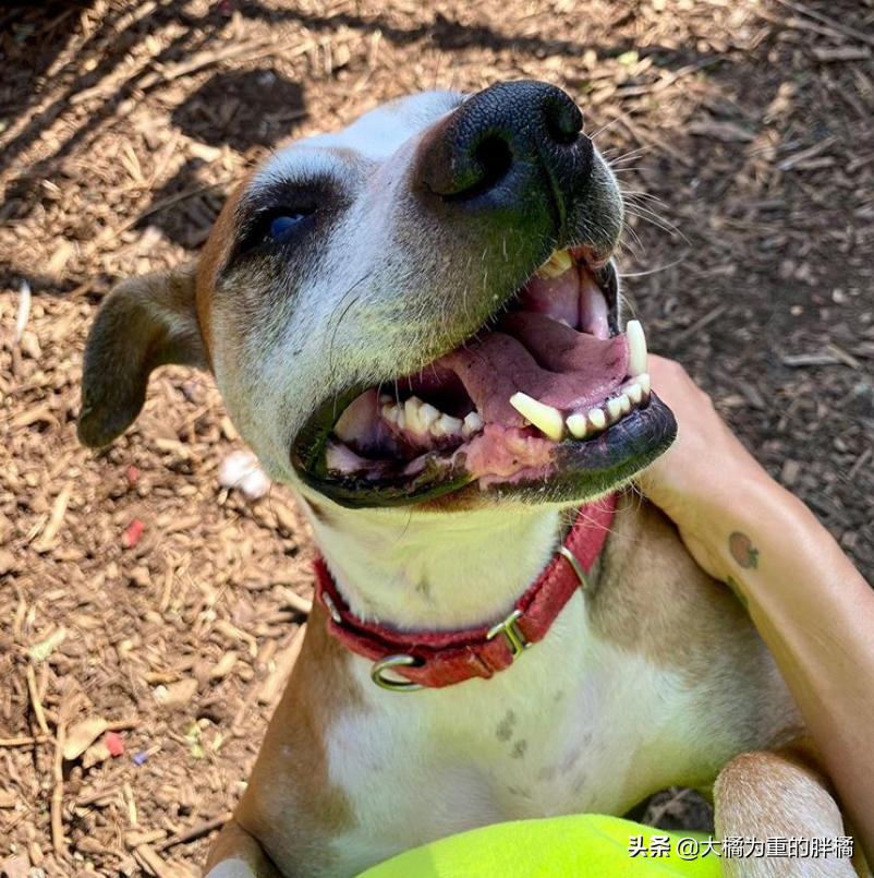 比特犬收容所关卡,比特犬被主人遗弃的后续