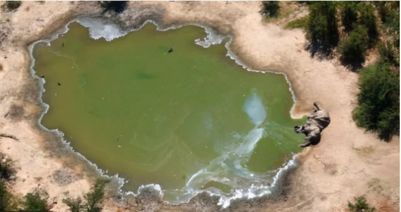 二十一亿年前蓝藻化石,寒武纪蓝藻化石