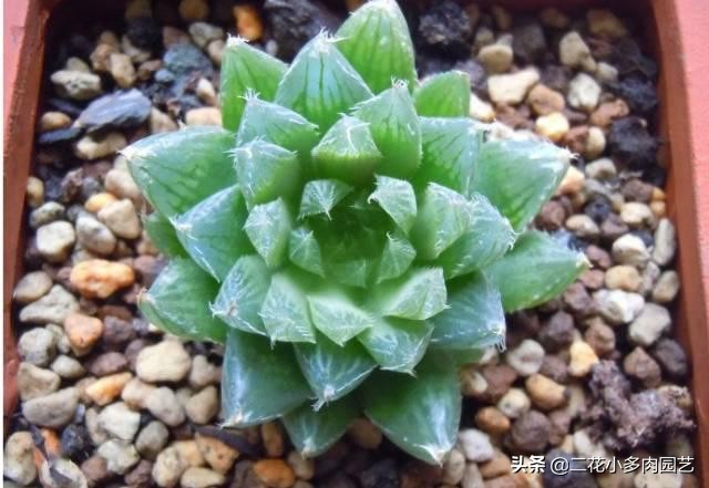 365种·常见花卉图谱，观果和多肉植物收藏篇