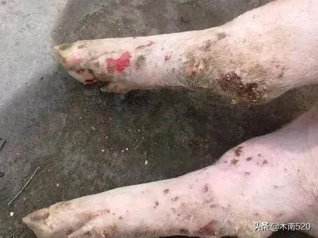 口蹄病的特效药是什么,口蹄病的猪如何预防