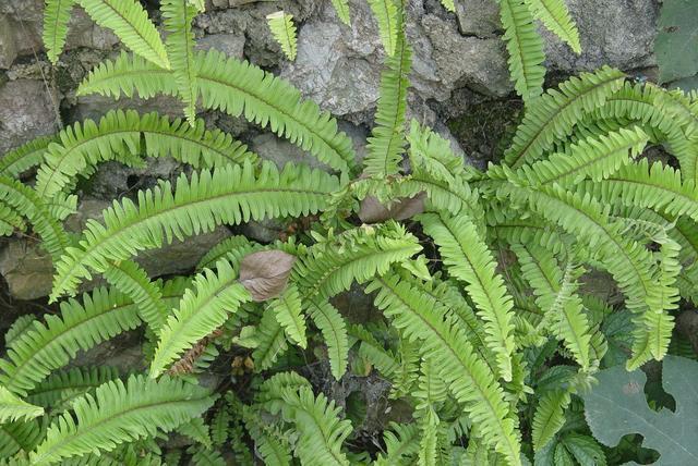 此物十分珍贵,若生长在你家墙角,别拔除价值大