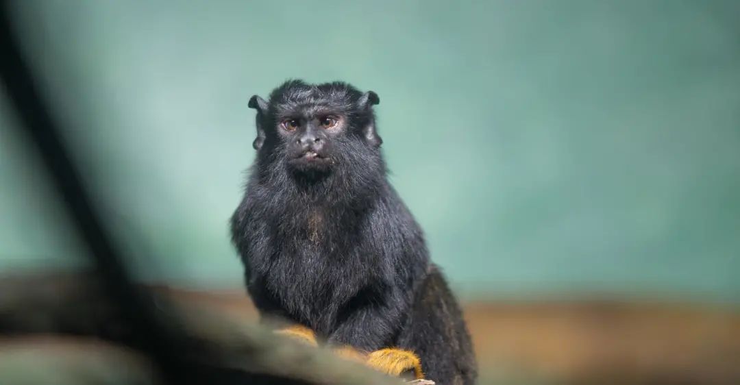 长隆野生动物世界暑假攻略,广州长隆野生动物园亲子一日游攻略