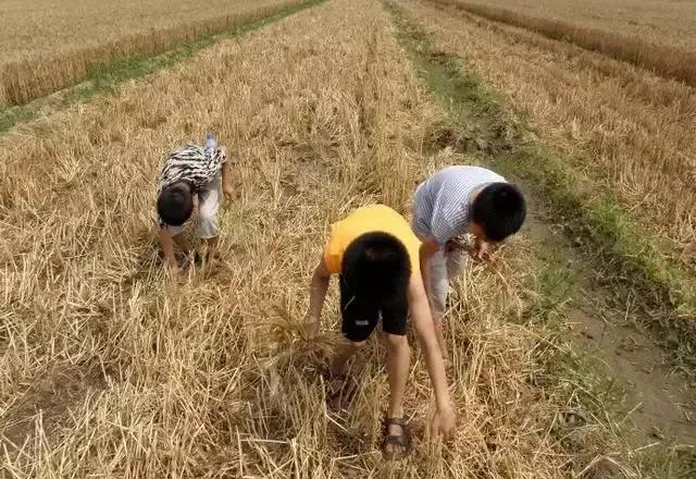 我们曾经放过的麦假