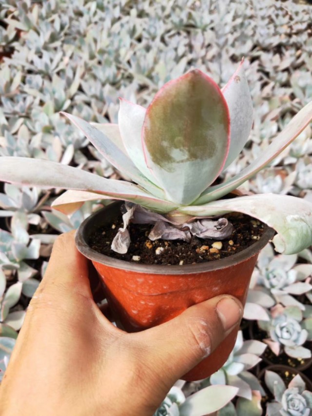 多肉广寒宫阳台,多肉广寒宫的养护知识